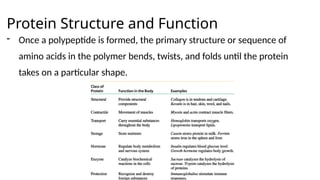 Protein Structure and Function
- Once a polypeptide is formed, the primary structure or sequence of
amino acids in the polymer bends, twists, and folds until the protein
takes on a particular shape.
 