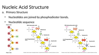 Nucleic Acid Structure
a. Primary Structure
• Nucleotides are joined by phosphodiester bonds.
• Nucleotide sequence
 