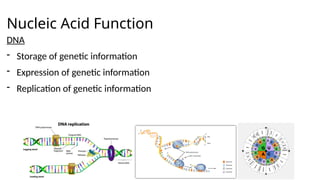 Nucleic Acid Function
DNA
- Storage of genetic information
- Expression of genetic information
- Replication of genetic information
 
