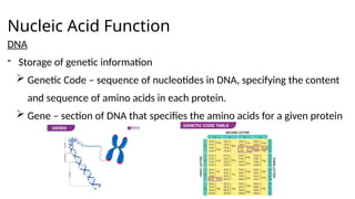 Nucleic Acid Function
DNA
- Storage of genetic information
 Genetic Code – sequence of nucleotides in DNA, specifying the content
and sequence of amino acids in each protein.
 Gene – section of DNA that specifies the amino acids for a given protein
 