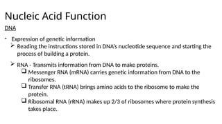 Nucleic Acid Function
DNA
- Expression of genetic information
 Reading the instructions stored in DNA’s nucleotide sequence and starting the
process of building a protein.
 RNA - Transmits information from DNA to make proteins.
 Messenger RNA (mRNA) carries genetic information from DNA to the
ribosomes.
 Transfer RNA (tRNA) brings amino acids to the ribosome to make the
protein.
 Ribosomal RNA (rRNA) makes up 2/3 of ribosomes where protein synthesis
takes place.
 