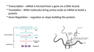 • Transcription - mRNA is formed from a gene on a DNA strand.
• Translation - tRNA molecules bring amino acids to mRNA to build a
protein.
• Gene Regulation – regulates or stops building the protein.
 