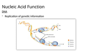 Nucleic Acid Function
DNA
- Replication of genetic information
 