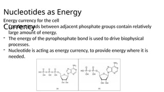 Nucleotides as Energy
Currency
Energy currency for the cell
- Covalent bonds between adjacent phosphate groups contain relatively
large amount of energy.
- The energy of the pyrophosphate bond is used to drive biophysical
processes.
- Nucleotide is acting as energy currency, to provide energy where it is
needed.
 