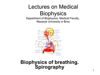 Biophysics of breathing. Spirography Lectures on Medical Biophysics Department of Biophysics, Medical Faculty,  Masaryk University in Brno 