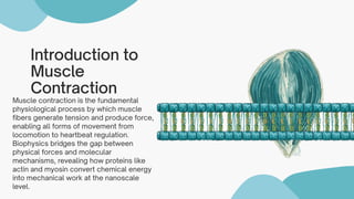 Biophysics of Muscle Contraction: Molecular Mechanisms and Applications ...