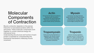 Biophysics of Muscle Contraction: Molecular Mechanisms and Applications ...