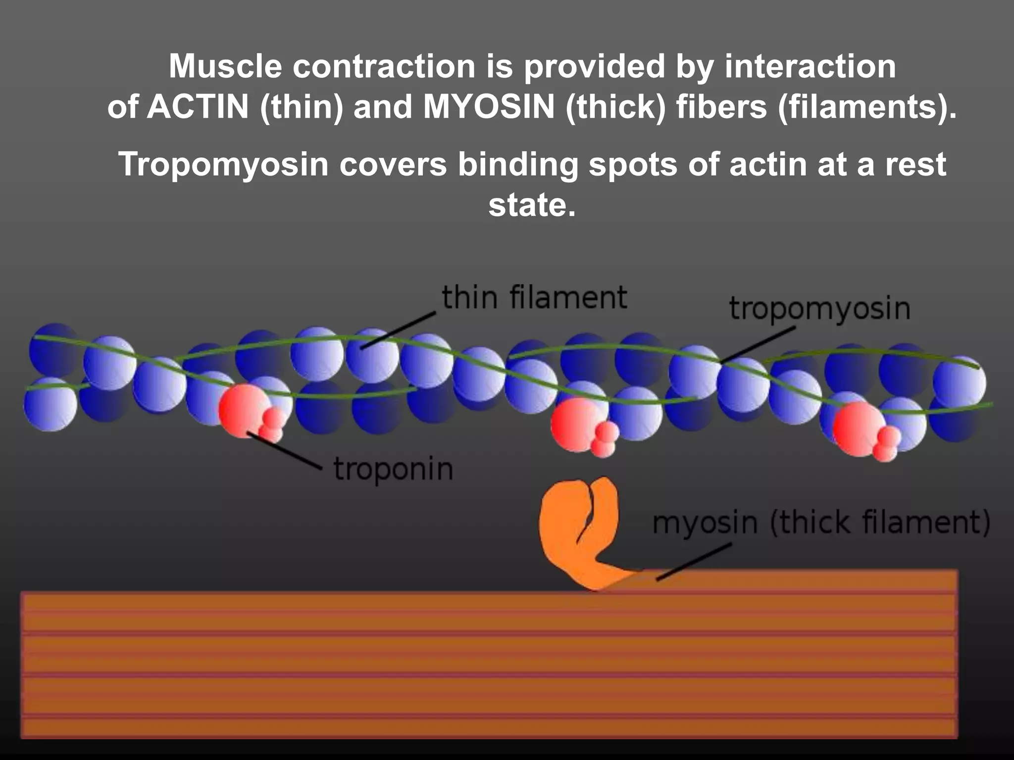 Muscle contraction is provided by interaction
of ACTIN (thin) and MYOSIN (thick) fibers (filaments).
Tropomyosin covers binding spots of actin at a rest
state.
 