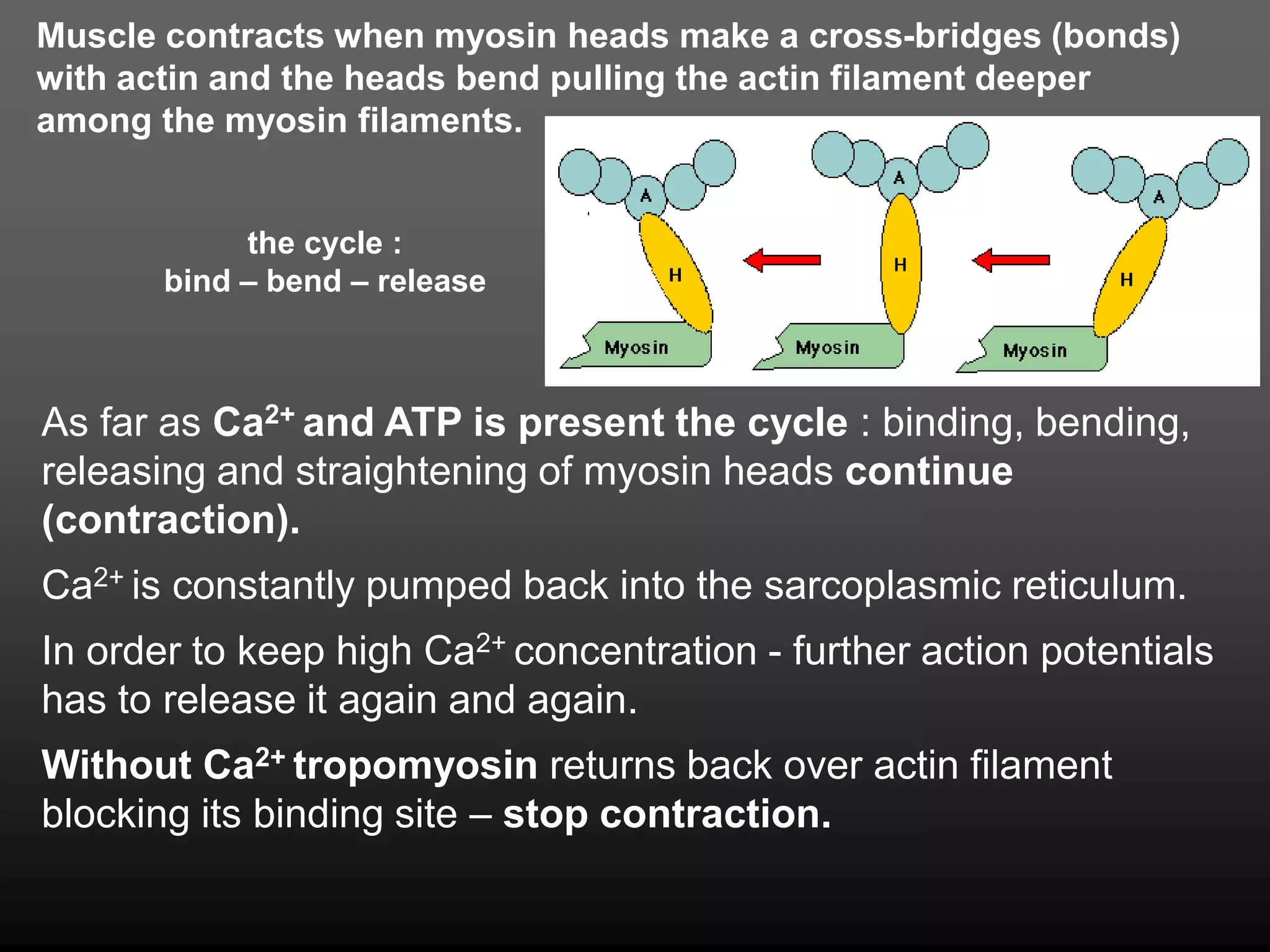 Muscle contracts when myosin heads make a cross-bridges (bonds)
with actin and the heads bend pulling the actin filament deeper
among the myosin filaments.
the cycle :
bind – bend – release
As far as Ca2+ and ATP is present the cycle : binding, bending,
releasing and straightening of myosin heads continue
(contraction).
Ca2+ is constantly pumped back into the sarcoplasmic reticulum.
In order to keep high Ca2+ concentration - further action potentials
has to release it again and again.
Without Ca2+ tropomyosin returns back over actin filament
blocking its binding site – stop contraction.
 