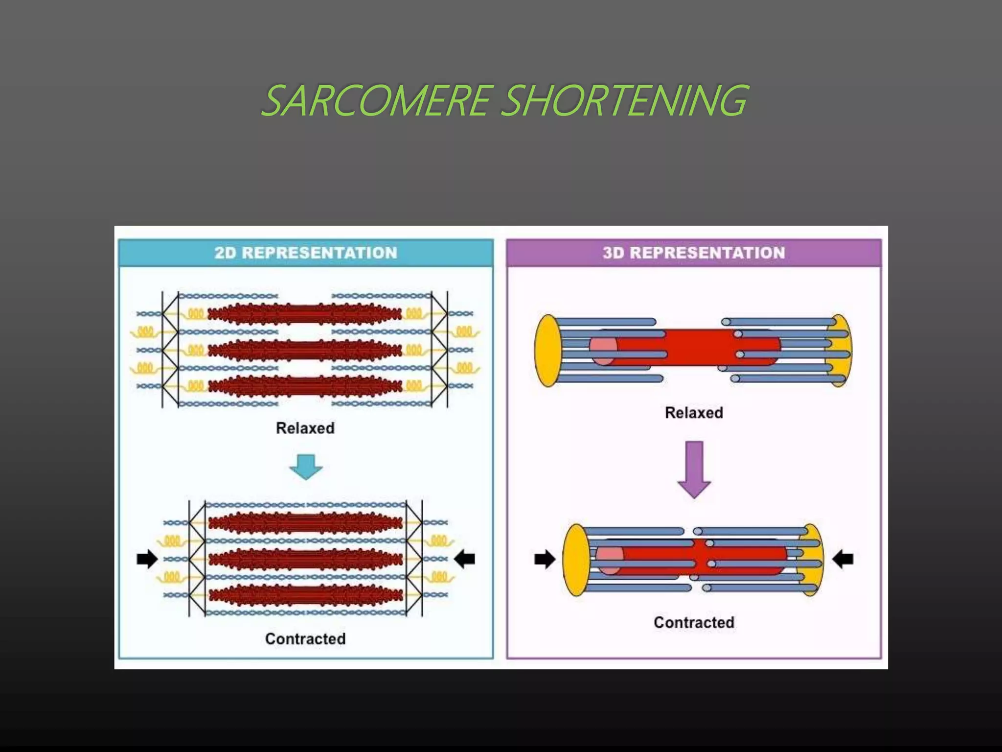 SARCOMERE SHORTENING
 