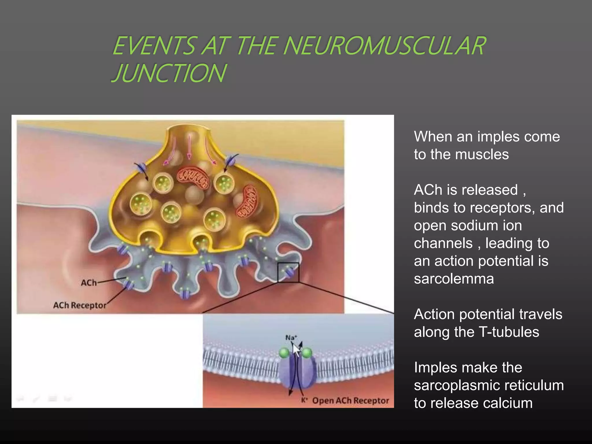 EVENTS AT THE NEUROMUSCULAR
JUNCTION
When an imples come
to the muscles
ACh is released ,
binds to receptors, and
open sodium ion
channels , leading to
an action potential is
sarcolemma
Action potential travels
along the T-tubules
Imples make the
sarcoplasmic reticulum
to release calcium
 