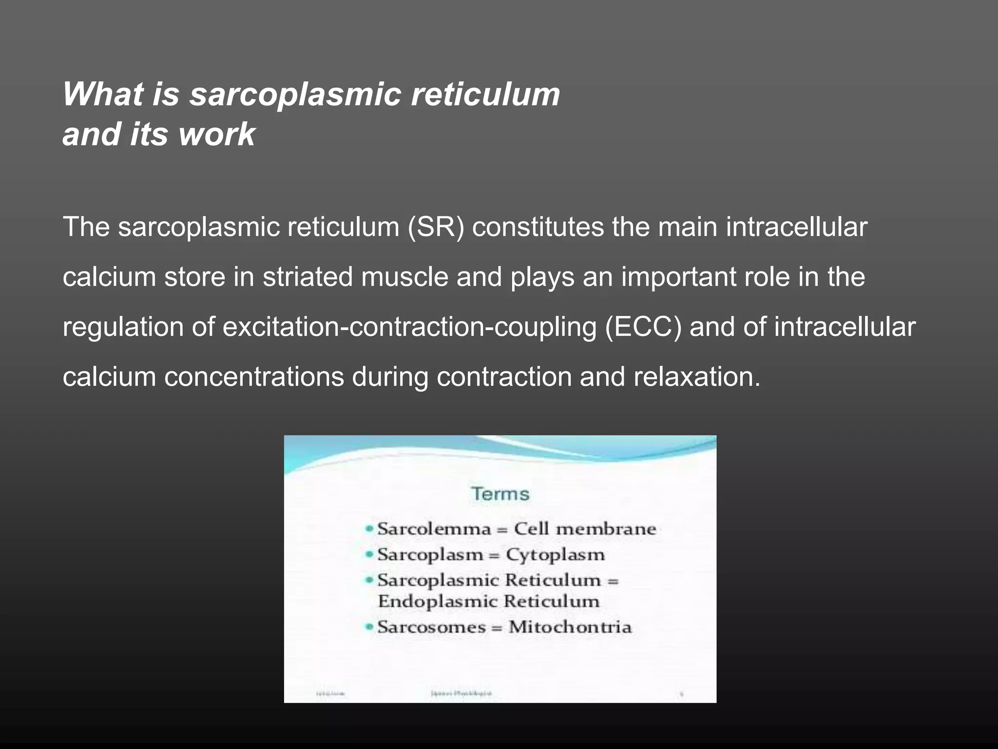 The sarcoplasmic reticulum (SR) constitutes the main intracellular
calcium store in striated muscle and plays an important role in the
regulation of excitation-contraction-coupling (ECC) and of intracellular
calcium concentrations during contraction and relaxation.
What is sarcoplasmic reticulum
and its work
 