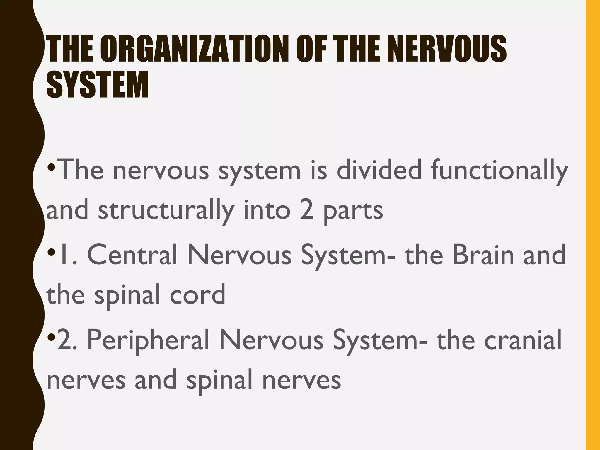 THE ORGANIZATION OF THE NERVOUS
SYSTEM
•The nervous system is divided functionally
and structurally into 2 parts
•1. Central Nervous System- the Brain and
the spinal cord
•2. Peripheral Nervous System- the cranial
nerves and spinal nerves
 