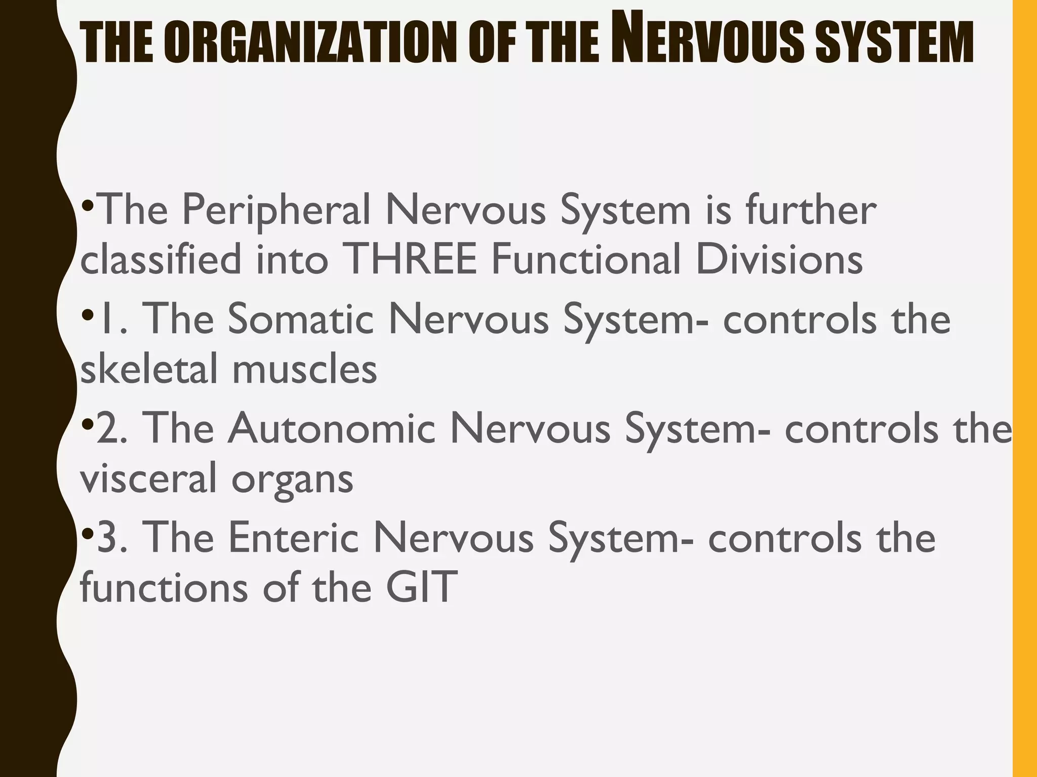 THE ORGANIZATION OF THE NERVOUS SYSTEM
•The Peripheral Nervous System is further
classified into THREE Functional Divisions
•1. The Somatic Nervous System- controls the
skeletal muscles
•2. The Autonomic Nervous System- controls the
visceral organs
•3. The Enteric Nervous System- controls the
functions of the GIT
 