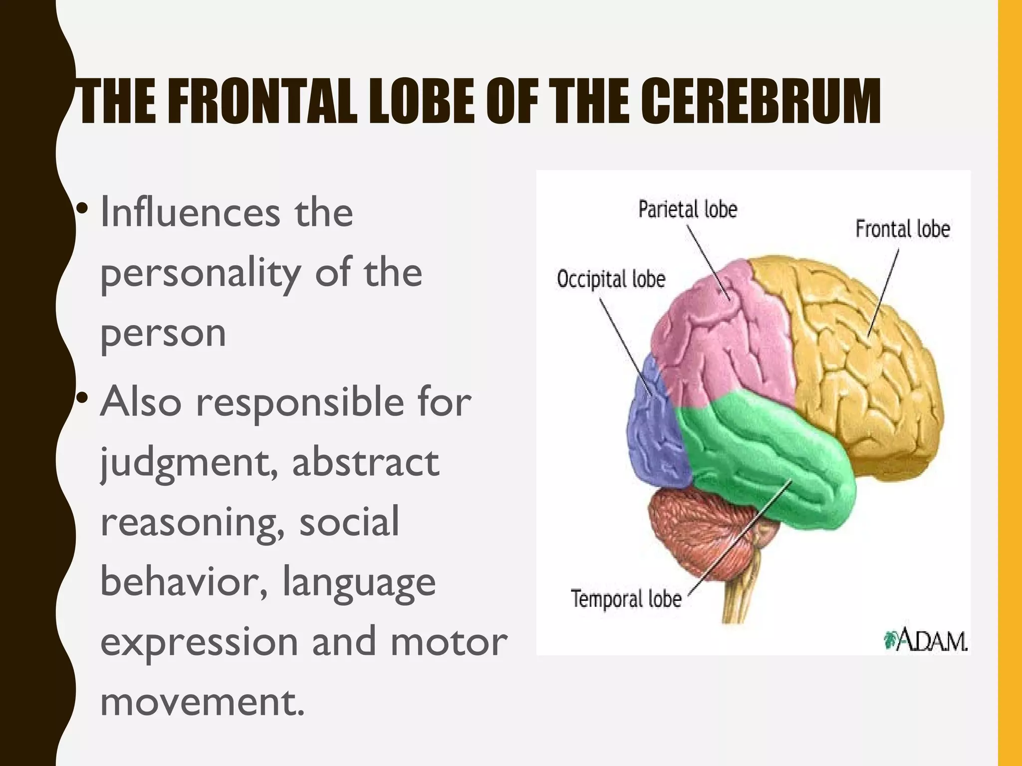 THE FRONTAL LOBE OF THE CEREBRUM
• Influences the
personality of the
person
• Also responsible for
judgment, abstract
reasoning, social
behavior, language
expression and motor
movement.
 