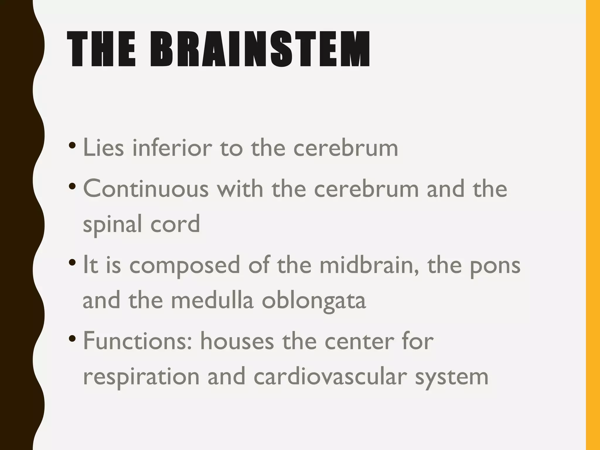 THE BRAINSTEM
• Lies inferior to the cerebrum
• Continuous with the cerebrum and the
spinal cord
• It is composed of the midbrain, the pons
and the medulla oblongata
• Functions: houses the center for
respiration and cardiovascular system
 