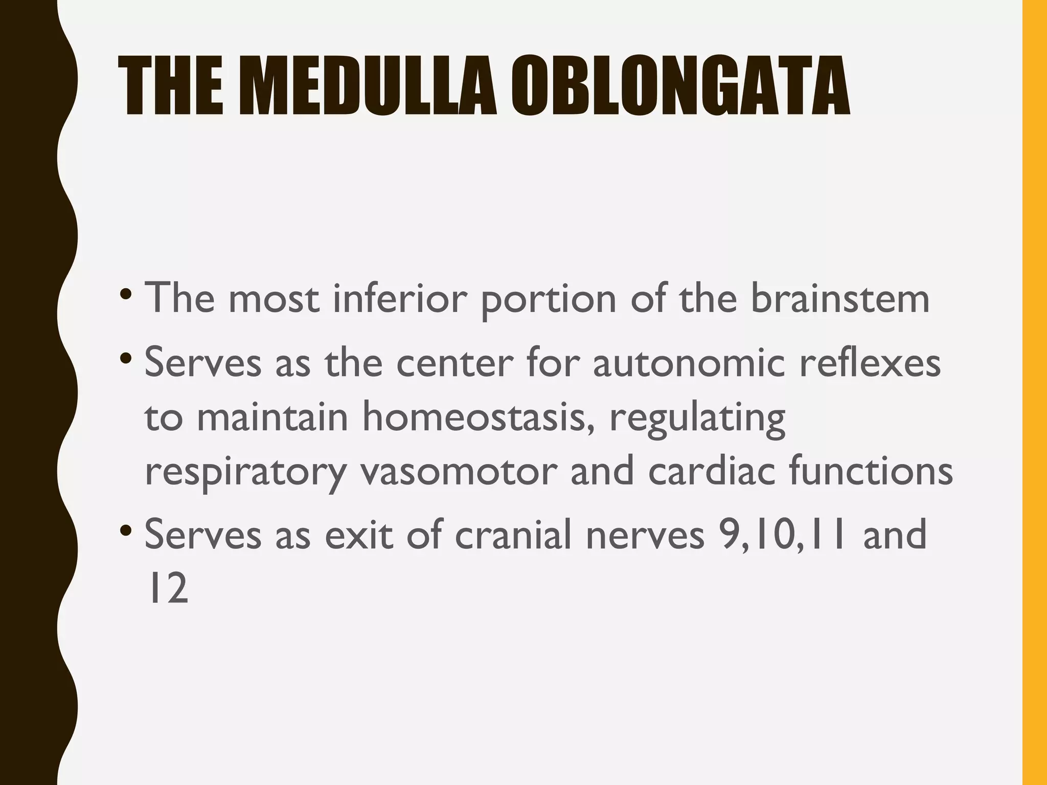 THE MEDULLA OBLONGATA
• The most inferior portion of the brainstem
• Serves as the center for autonomic reflexes
to maintain homeostasis, regulating
respiratory vasomotor and cardiac functions
• Serves as exit of cranial nerves 9,10,11 and
12
 