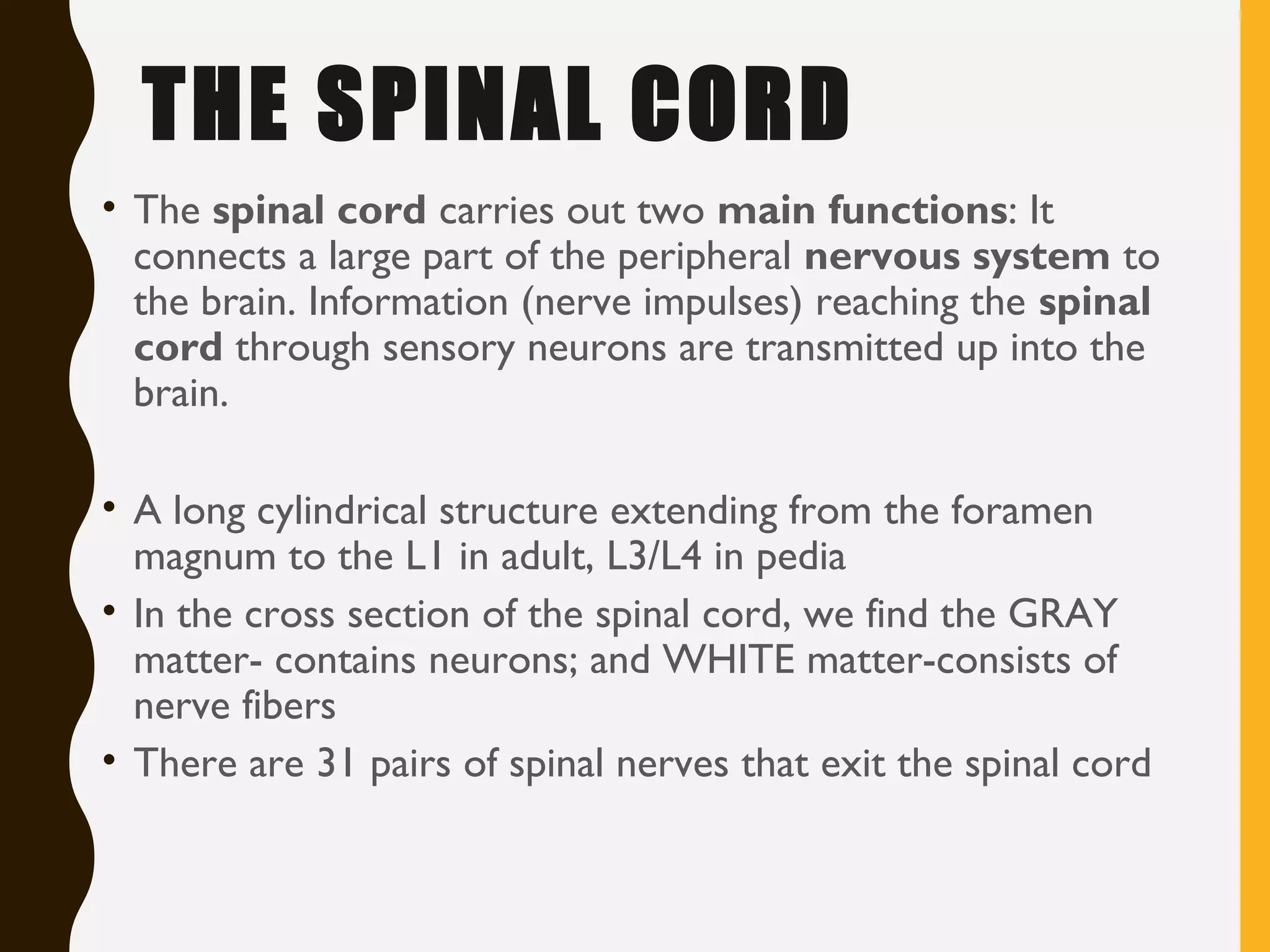 THE SPINAL CORD
• The spinal cord carries out two main functions: It
connects a large part of the peripheral nervous system to
the brain. Information (nerve impulses) reaching the spinal
cord through sensory neurons are transmitted up into the
brain.
• A long cylindrical structure extending from the foramen
magnum to the L1 in adult, L3/L4 in pedia
• In the cross section of the spinal cord, we find the GRAY
matter- contains neurons; and WHITE matter-consists of
nerve fibers
• There are 31 pairs of spinal nerves that exit the spinal cord
 