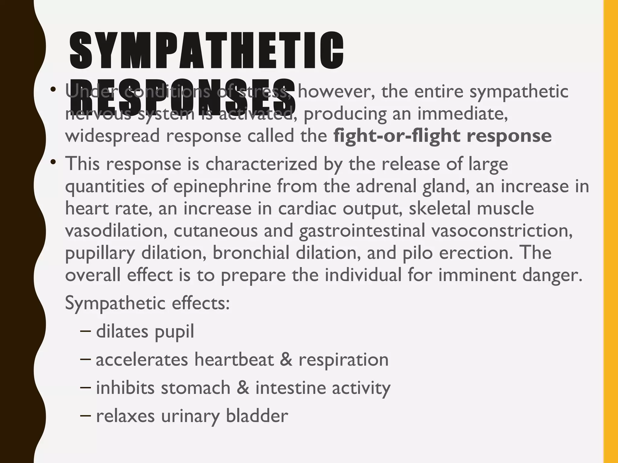 SYMPATHETIC
RESPONSES• Under conditions of stress, however, the entire sympathetic
nervous system is activated, producing an immediate,
widespread response called the fight-or-flight response
• This response is characterized by the release of large
quantities of epinephrine from the adrenal gland, an increase in
heart rate, an increase in cardiac output, skeletal muscle
vasodilation, cutaneous and gastrointestinal vasoconstriction,
pupillary dilation, bronchial dilation, and pilo erection. The
overall effect is to prepare the individual for imminent danger.
Sympathetic effects:
– dilates pupil
– accelerates heartbeat & respiration
– inhibits stomach & intestine activity
– relaxes urinary bladder
 