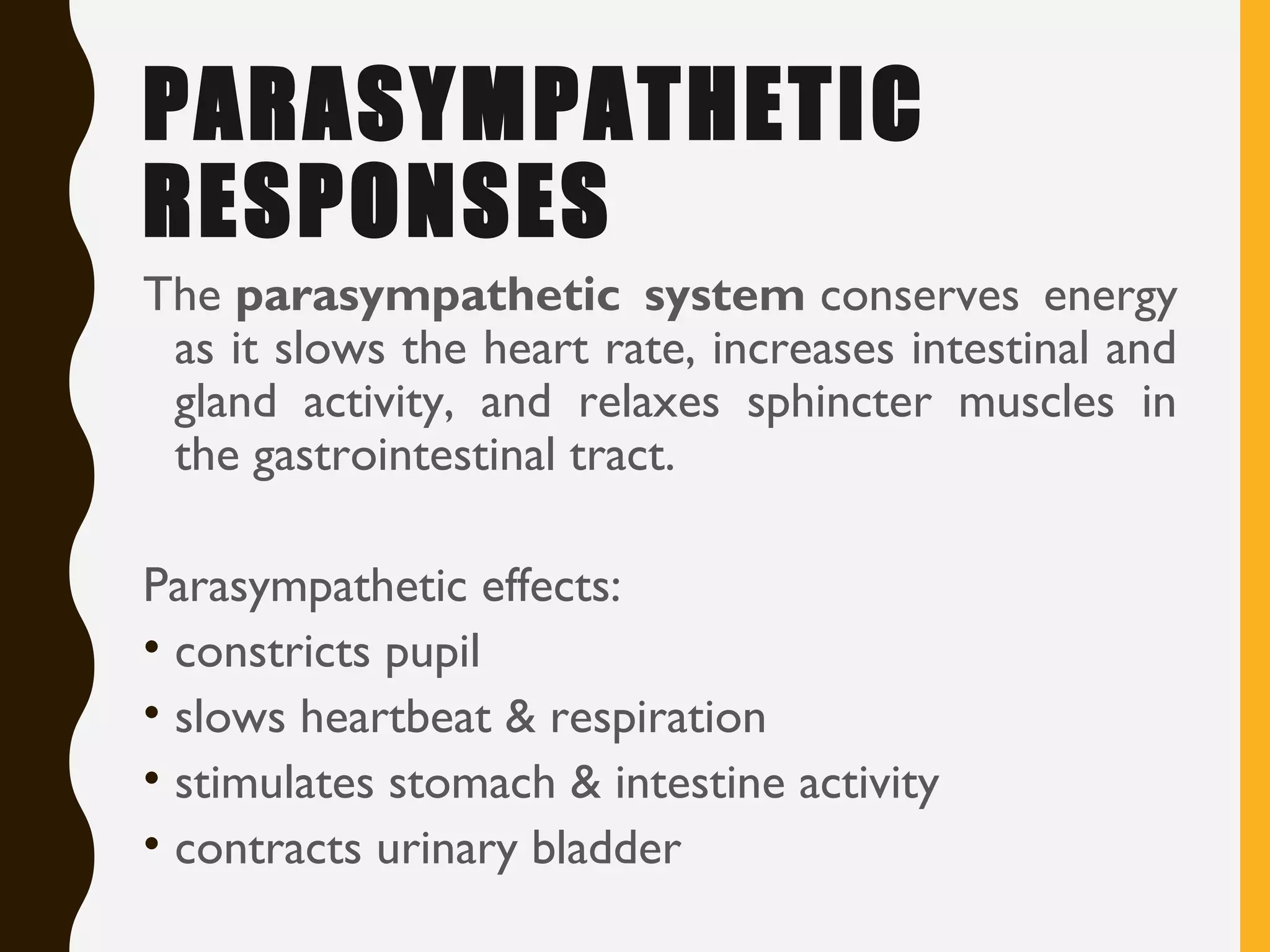 PARASYMPATHETIC
RESPONSES
The parasympathetic system conserves energy
as it slows the heart rate, increases intestinal and
gland activity, and relaxes sphincter muscles in
the gastrointestinal tract.
Parasympathetic effects:
• constricts pupil
• slows heartbeat & respiration
• stimulates stomach & intestine activity
• contracts urinary bladder
 