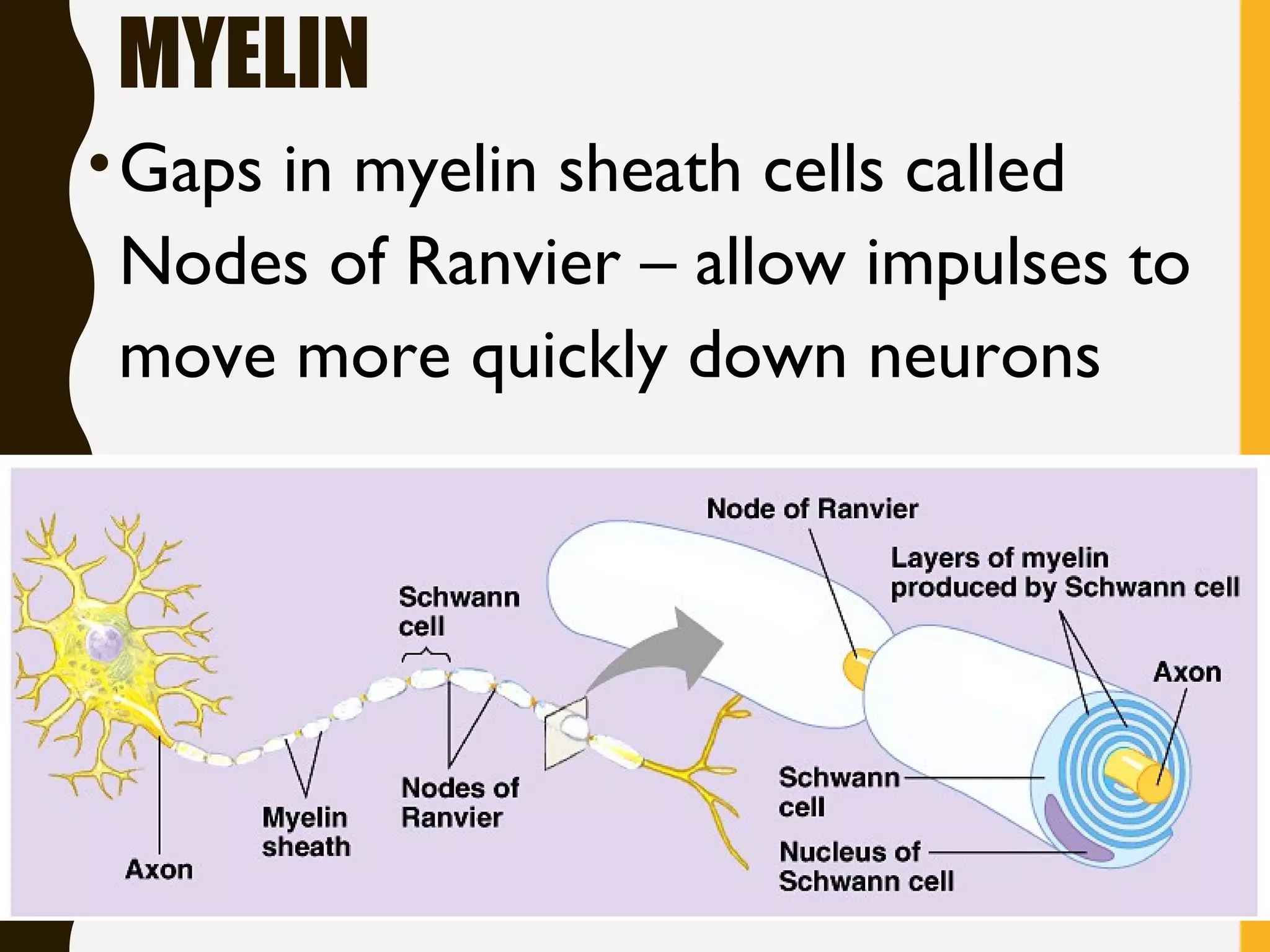MYELIN
•Gaps in myelin sheath cells called
Nodes of Ranvier – allow impulses to
move more quickly down neurons
 
