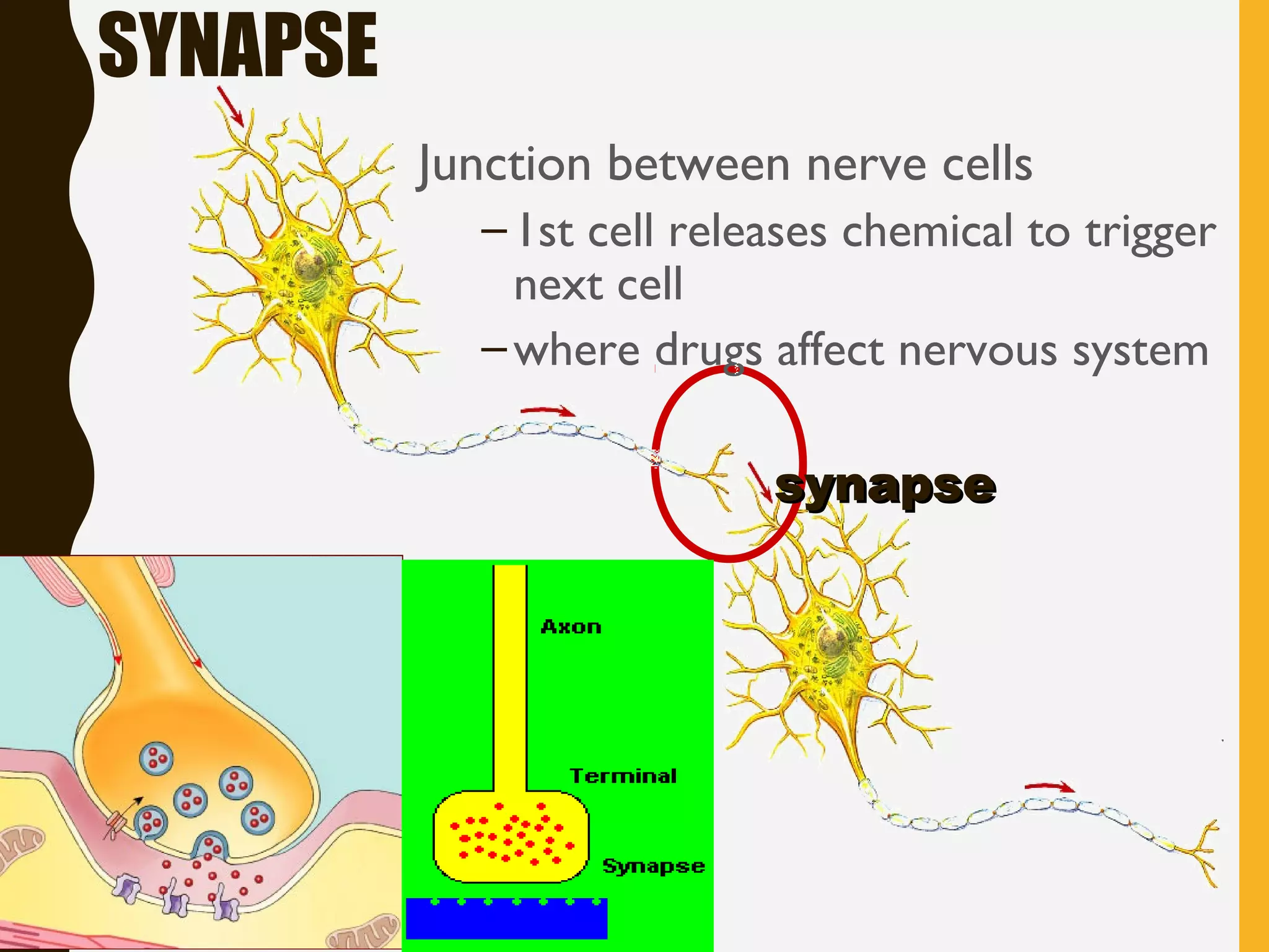 SYNAPSE
Junction between nerve cells
–1st cell releases chemical to trigger
next cell
–where drugs affect nervous system
synapsesynapse
 