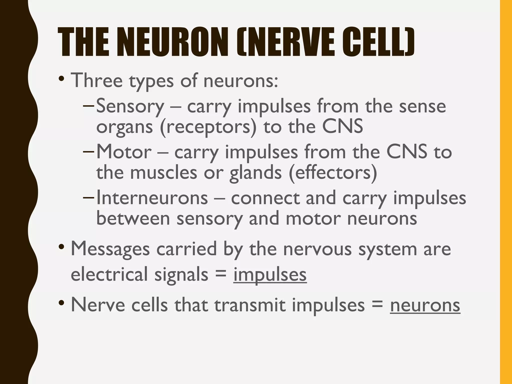 THE NEURON (NERVE CELL)
• Three types of neurons:
–Sensory – carry impulses from the sense
organs (receptors) to the CNS
–Motor – carry impulses from the CNS to
the muscles or glands (effectors)
–Interneurons – connect and carry impulses
between sensory and motor neurons
• Messages carried by the nervous system are
electrical signals = impulses
• Nerve cells that transmit impulses = neurons
 