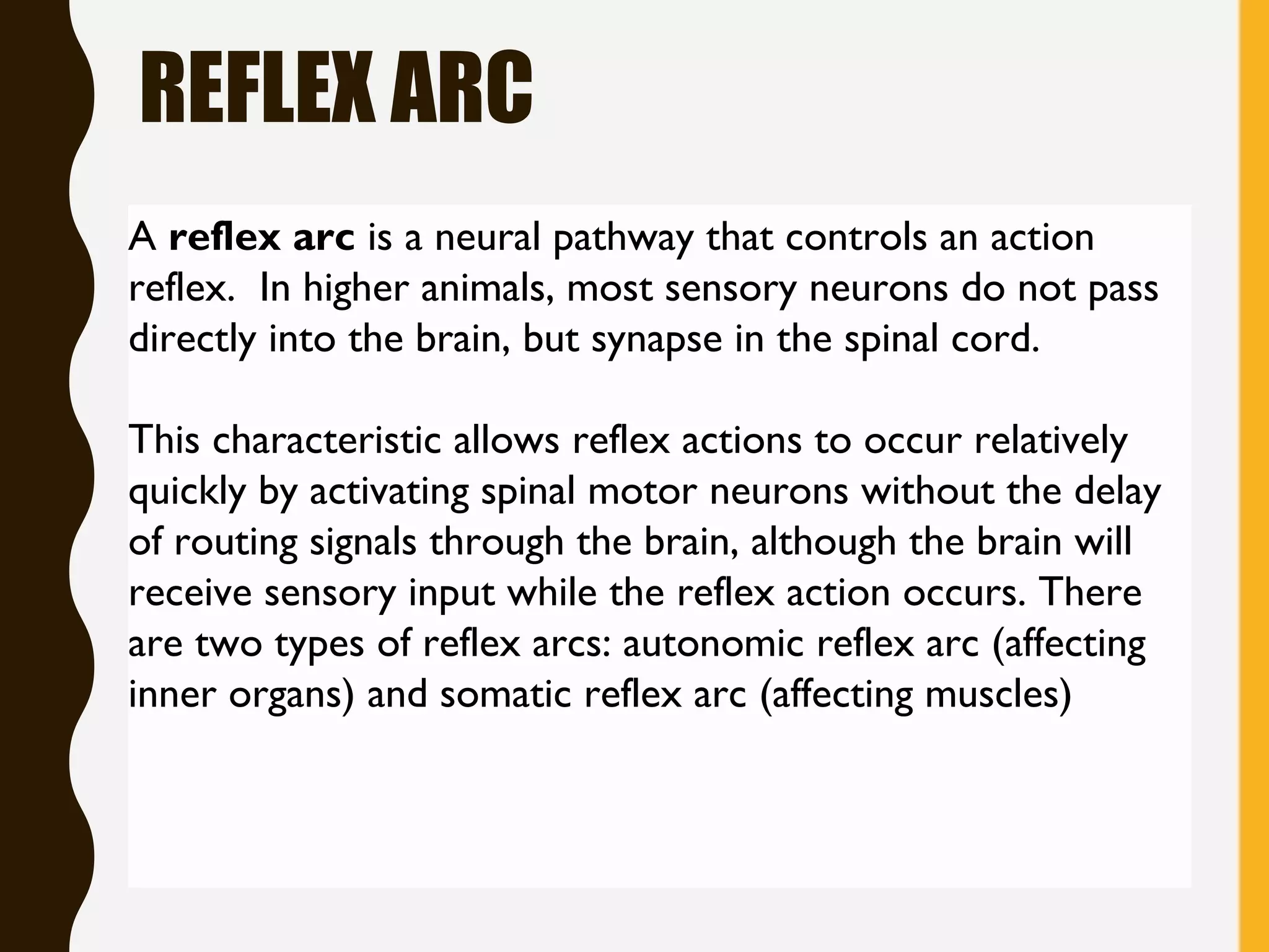 REFLEX ARC
A reflex arc is a neural pathway that controls an action
reflex. In higher animals, most sensory neurons do not pass
directly into the brain, but synapse in the spinal cord.
This characteristic allows reflex actions to occur relatively
quickly by activating spinal motor neurons without the delay
of routing signals through the brain, although the brain will
receive sensory input while the reflex action occurs. There
are two types of reflex arcs: autonomic reflex arc (affecting
inner organs) and somatic reflex arc (affecting muscles)
 
