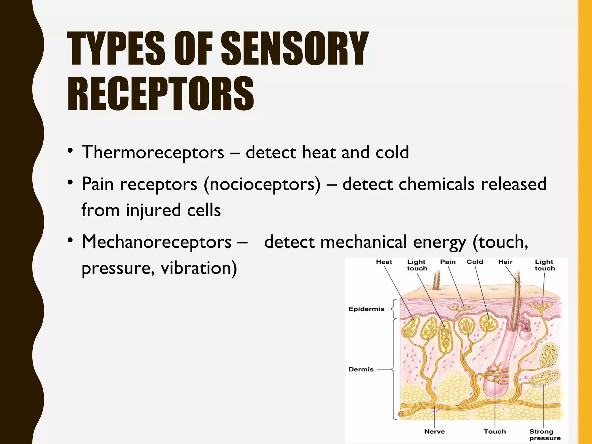 TYPES OF SENSORY
RECEPTORS
• Thermoreceptors – detect heat and cold
• Pain receptors (nocioceptors) – detect chemicals released
from injured cells
• Mechanoreceptors – detect mechanical energy (touch,
pressure, vibration)
 
