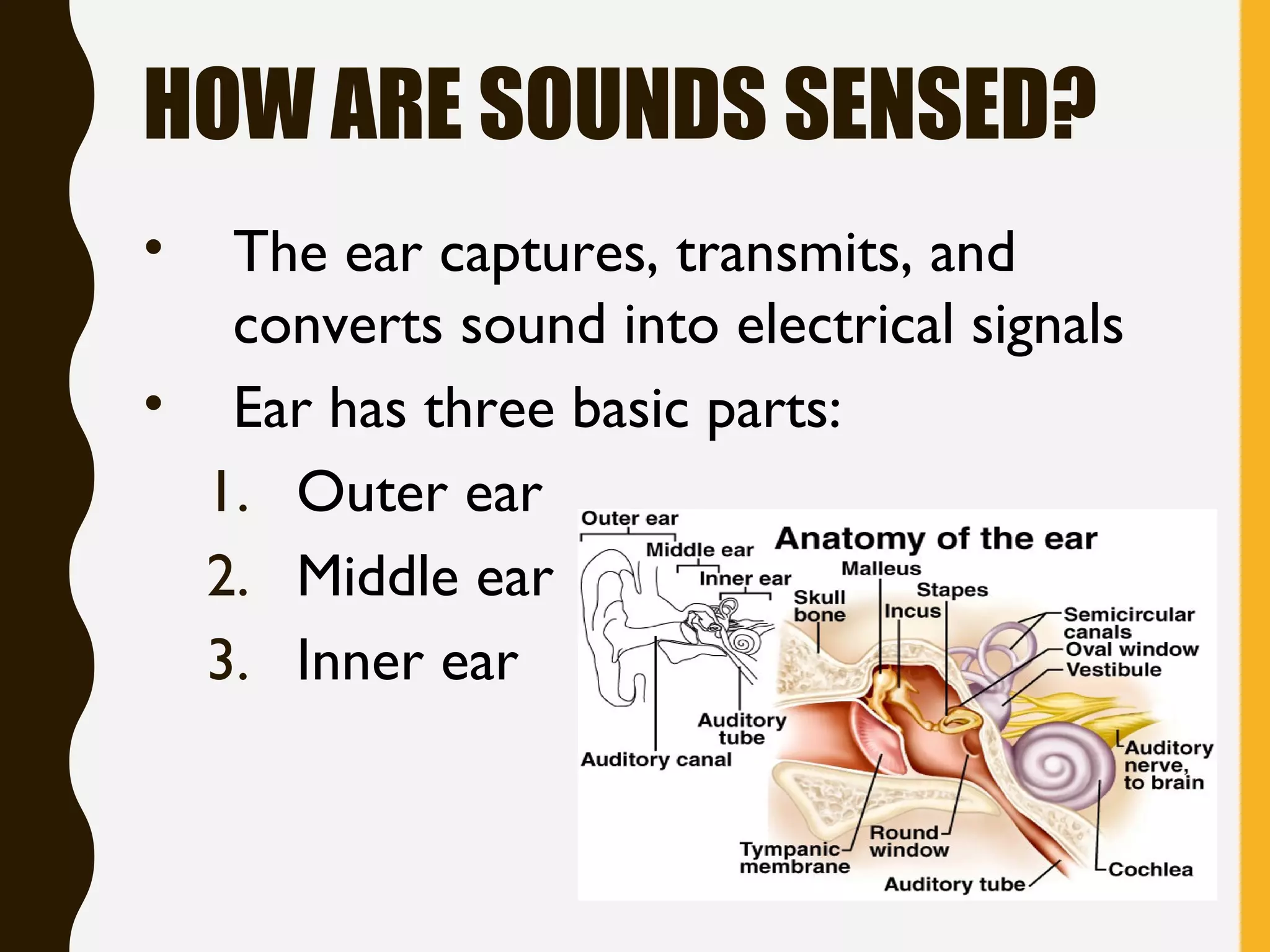 HOW ARE SOUNDS SENSED?
• The ear captures, transmits, and
converts sound into electrical signals
• Ear has three basic parts:
1. Outer ear
2. Middle ear
3. Inner ear
 