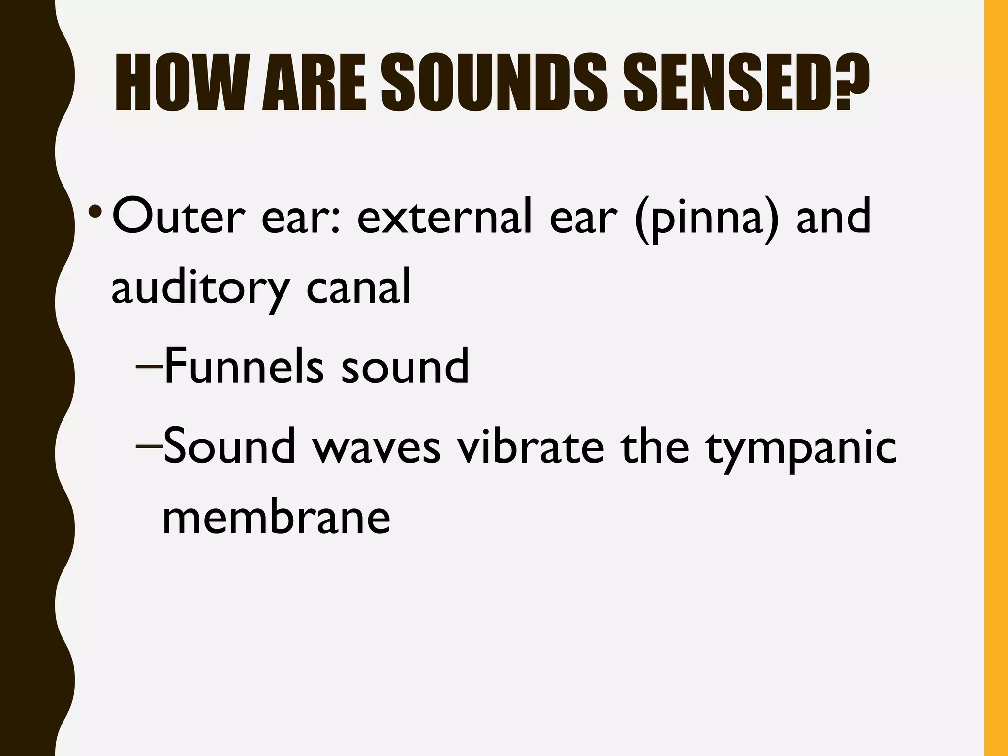 HOW ARE SOUNDS SENSED?
•Outer ear: external ear (pinna) and
auditory canal
–Funnels sound
–Sound waves vibrate the tympanic
membrane
 