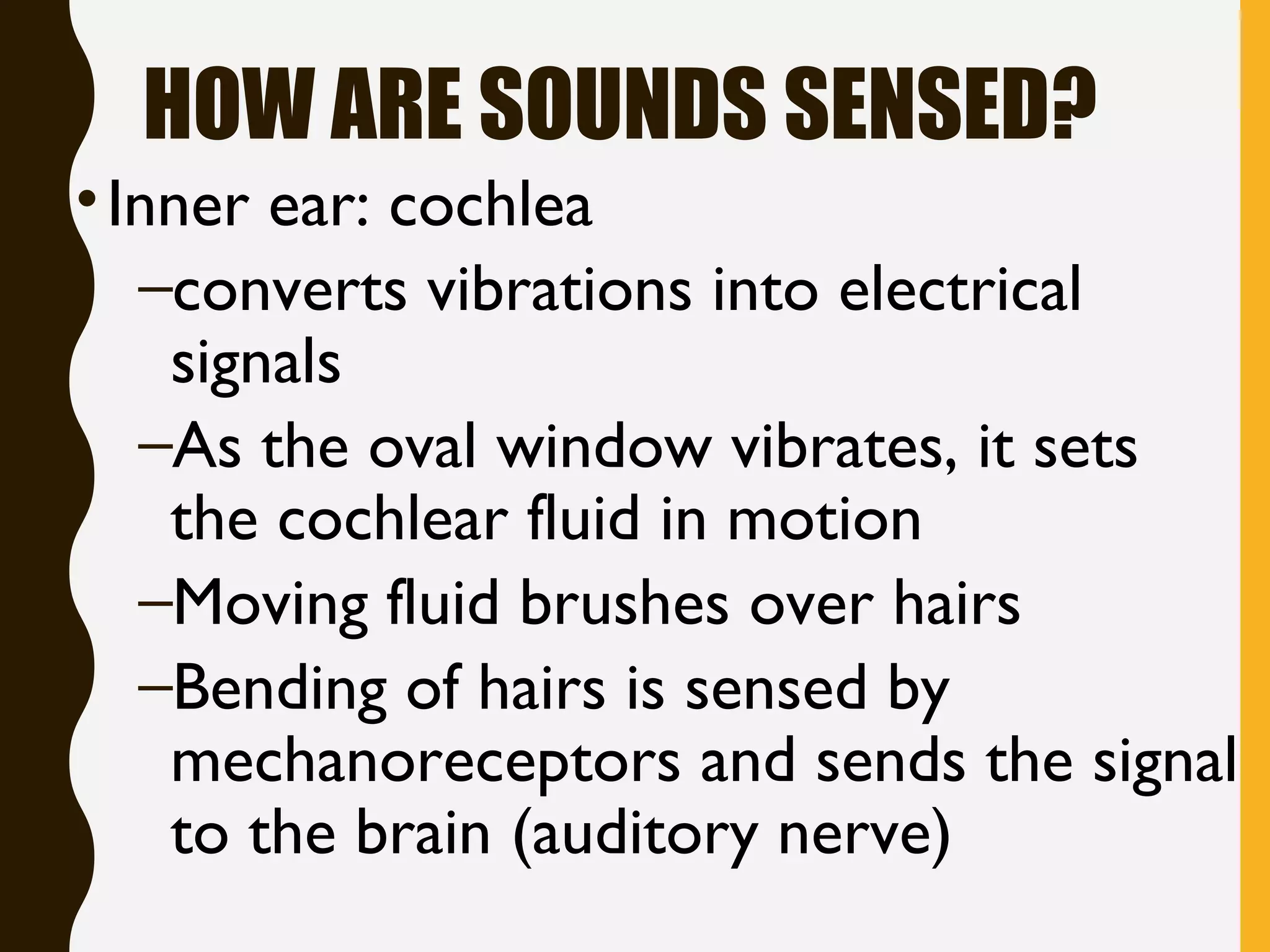 HOW ARE SOUNDS SENSED?
•Inner ear: cochlea
–converts vibrations into electrical
signals
–As the oval window vibrates, it sets
the cochlear fluid in motion
–Moving fluid brushes over hairs
–Bending of hairs is sensed by
mechanoreceptors and sends the signal
to the brain (auditory nerve)
 
