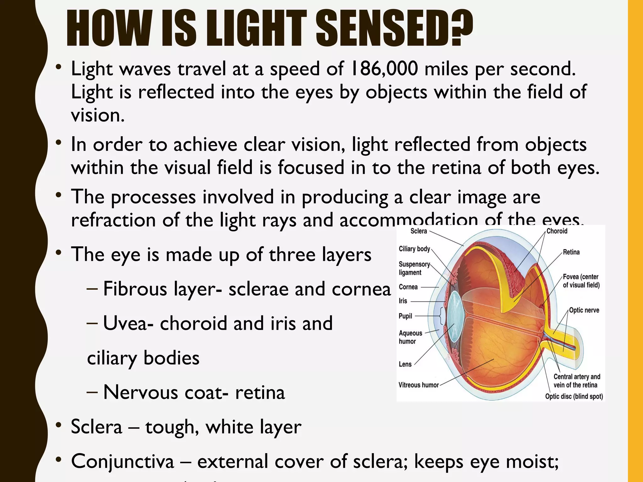 HOW IS LIGHT SENSED?
• Light waves travel at a speed of 186,000 miles per second.
Light is reflected into the eyes by objects within the field of
vision.
• In order to achieve clear vision, light reflected from objects
within the visual field is focused in to the retina of both eyes.
• The processes involved in producing a clear image are
refraction of the light rays and accommodation of the eyes.
• The eye is made up of three layers
– Fibrous layer- sclerae and cornea
– Uvea- choroid and iris and
ciliary bodies
– Nervous coat- retina
• Sclera – tough, white layer
• Conjunctiva – external cover of sclera; keeps eye moist;
 