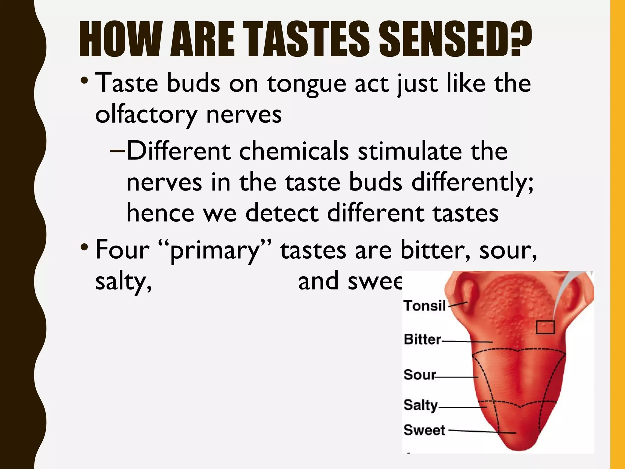HOW ARE TASTES SENSED?
• Taste buds on tongue act just like the
olfactory nerves
–Different chemicals stimulate the
nerves in the taste buds differently;
hence we detect different tastes
• Four “primary” tastes are bitter, sour,
salty, and sweet
 