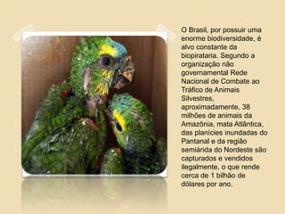 O Brasil, por possuir uma
enorme biodiversidade, é
alvo constante da
biopirataria. Segundo a
organização não
governamental Rede
Nacional de Combate ao
Tráfico de Animais
Silvestres,
aproximadamente, 38
milhões de animais da
Amazônia, mata Atlântica,
das planícies inundadas do
Pantanal e da região
semiárida do Nordeste são
capturados e vendidos
ilegalmente, o que rende
cerca de 1 bilhão de
dólares por ano.

 