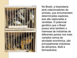 No Brasil, a biopirataria
atrai colecionadores de
animais, que encomendam
determinadas espécies,
que são capturadas e
vendidas. O potencial
genético que o Brasil
possui atrai também o
interesse de indústrias de
diferentes países nos mais
variados ramos de
atividade econômica, são
principalmente indústrias
de alimentos, têxtil e
farmacêutica.

 