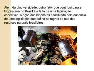 Além da biodiversidade, outro fator que contribui para a
biopirataria no Brasil é a falta de uma legislação
específica. A ação dos biopiratas é facilitada pela ausência
de uma legislação que defina as regras de uso dos
recursos naturais brasileiros.

 