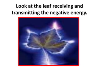 Look at the leaf receiving and
transmitting the negative energy.
 