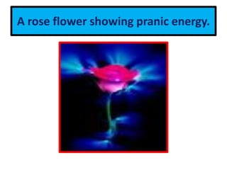 A rose flower showing pranic energy.
 