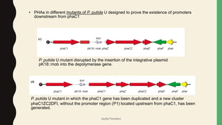 • PHAs in different mutants of P. putida U designed to prove the existence of promoters
downstream from phaC1
P. putida U mutant disrupted by the insertion of the integrative plasmid
pK18::mob into the depolymerase gene.
P. putida U mutant in which the phaC1 gene has been duplicated and a new cluster
phaC1ZC2DFI, without the promoter region (P1) located upstream from phaC1, has been
generated.
Jaydip Paradava
 