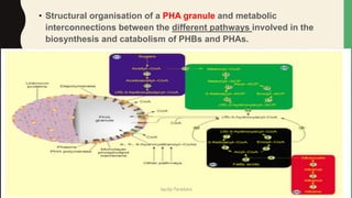 • Structural organisation of a PHA granule and metabolic
interconnections between the different pathways involved in the
biosynthesis and catabolism of PHBs and PHAs.
Jaydip Paradava
 