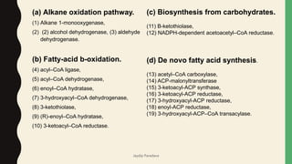 (a) Alkane oxidation pathway.
(1) Alkane 1-monooxygenase,
(2) (2) alcohol dehydrogenase, (3) aldehyde
dehydrogenase.
(b) Fatty-acid b-oxidation.
(4) acyl–CoA ligase,
(5) acyl–CoA dehydrogenase,
(6) enoyl–CoA hydratase,
(7) 3-hydroxyacyl–CoA dehydrogenase,
(8) 3-ketothiolase,
(9) (R)-enoyl–CoA hydratase,
(10) 3-ketoacyl–CoA reductase.
(c) Biosynthesis from carbohydrates.
(11) B-ketothiolase,
(12) NADPH-dependent acetoacetyl–CoA reductase.
(d) De novo fatty acid synthesis.
(13) acetyl–CoA carboxylase,
(14) ACP-malonyltransferase
(15) 3-ketoacyl-ACP synthase,
(16) 3-ketoacyl-ACP reductase,
(17) 3-hydroxyacyl-ACP reductase,
(18) enoyl-ACP reductase,
(19) 3-hydroxyacyl-ACP–CoA transacylase.
Jaydip Paradava
 