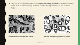 • They can be observed intracellularly as light-refracting granules or as electronlucent
bodies that, in overproducing mutants, cause a striking alteration of the bacterial
shape.
transmission microscope of P. putida electron microphotographs of P. putida
Jaydip Paradava
 