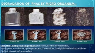 Important PHB producing bacteria:Ralstonia,Bacillus,Pseudomonas,
Alcaligenes,Azotobacter,Hydrogenomonas,Chromatium, Methylobacterium,Recombinant
Escherichia coli and many others.
 
