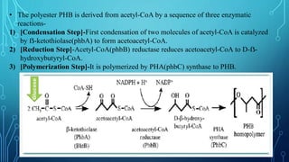 • The polyester PHB is derived from acetyl-CoA by a sequence of three enzymatic
reactions-
1) [Condensation Step]-First condensation of two molecules of acetyl-CoA is catalyzed
by ẞ-ketothiolase(phbA) to form acetoacetyl-CoA.
2) [Reduction Step]-Acetyl-CoA(phbB) reductase reduces acetoacetyl-CoA to D-ẞ-
hydroxybutyryl-CoA.
3) [Polymerization Step]-It is polymerized by PHA(phbC) synthase to PHB.
Glucose
 