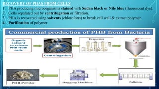 RECOVERY OF PHAS FROM CELLS
1. PHA producing microorganisms stained with Sudan black or Nile blue (fluorescent dye).
2. Cells separated out by centrifugation or filtration.
3. PHA is recovered using solvents (chloroform) to break cell wall & extract polymer.
4. Purification of polymer
 