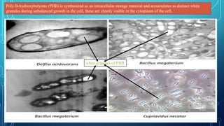 Poly-B-hydroxybutyrate (PHB) is synthesized as an intracellular storage material and accumulates as distinct white
granules during unbalanced growth in the cell, these are clearly visible in the cytoplasm of the cell.
white granules of PHB
 