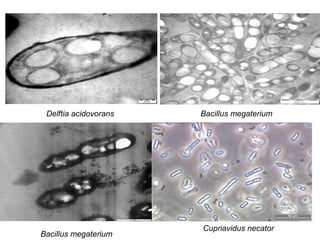 Delftia acidovorans Bacillus megaterium
Bacillus megaterium
Cupriavidus necator
 