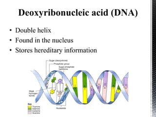 Deoxyribonucleic acid (DNA)
• Double helix
• Found in the nucleus
• Stores hereditary information
 