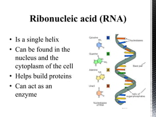 Ribonucleic acid (RNA)
• Is a single helix
• Can be found in the
nucleus and the
cytoplasm of the cell
• Helps build proteins
• Can act as an
enzyme
 